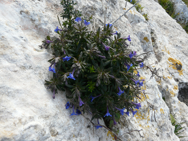 Lithodora rosmarinifolia / Erba-perla mediterranea